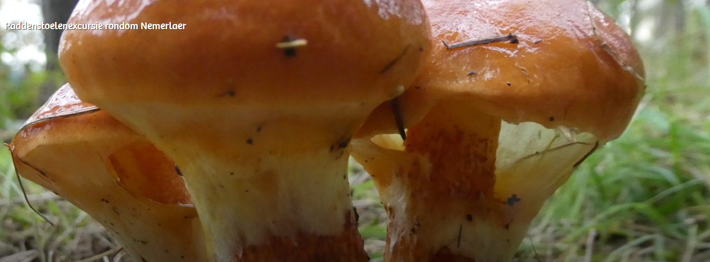 Drie lichtbruine paddenstoelen naast elkaar op de grond