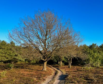 Landschapsfoto van een smal zandpad dat door een heideachtig gebied loopt. In het midden staat een grote boom zonder bladeren, omringd door lage struiken en naaldbomen. Boven het landschap is een heldere blauwe lucht zichtbaar.