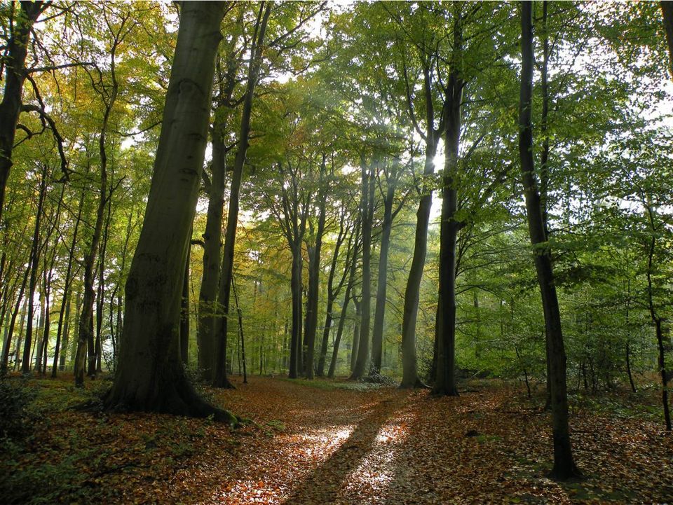 BEUKENLAAN IN SPANDERSWOUD