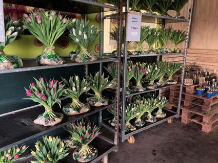 voorraad_grote_en_kleine_tulpenschoven