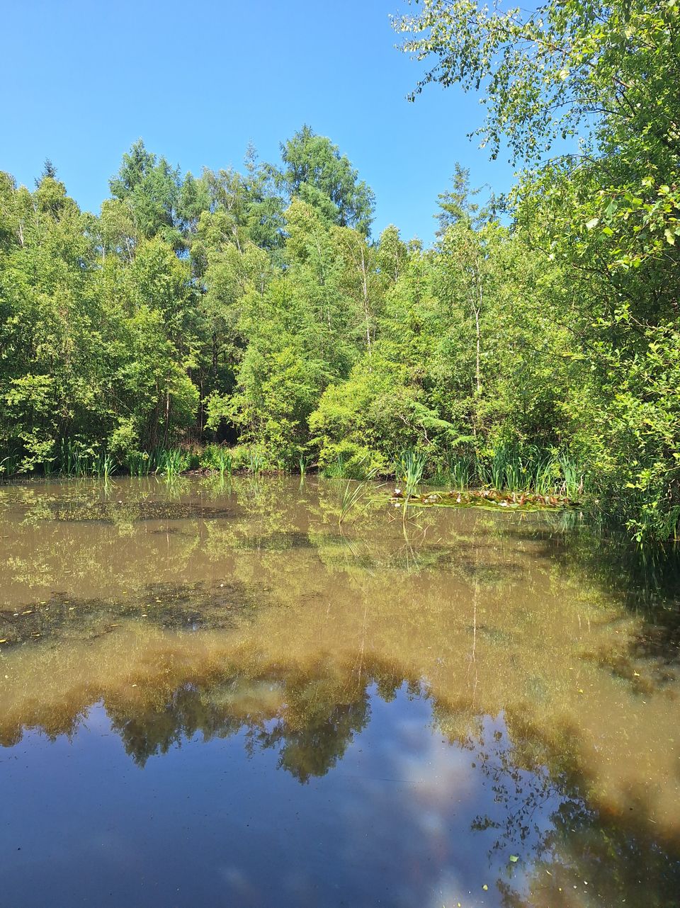 Paddenplas Drents-Friese Wold