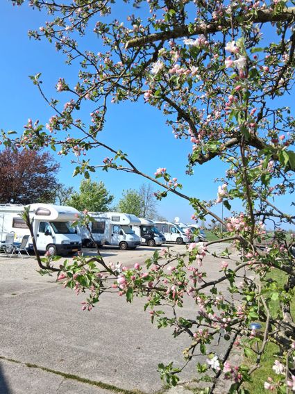 Bloeiende boom met roze-witte bloesem op de voorgrond bij Camperplaats Nieuw Vogelenzang in Montfoort, met daarachter een rij campers onder een heldere blauwe lucht.