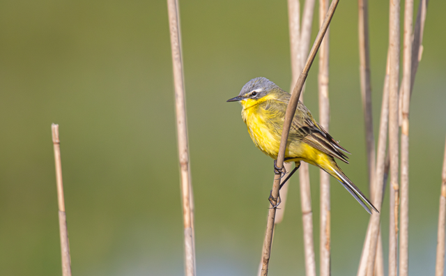 De gele kwikstaart vogel op een tak bij de Blaugerzen in Akmarijp.