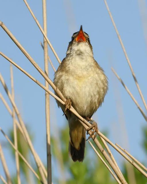 Een vogel in de Eilandspolder