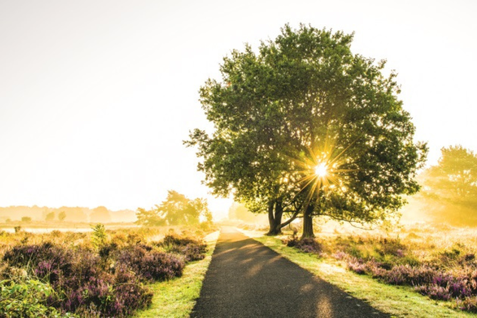 Zonsopkomst in het Terhorsterzand